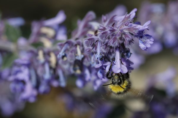 Bee Being Busy