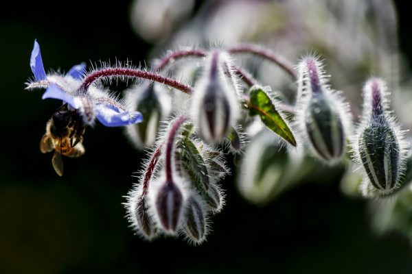 Bee on a Borage