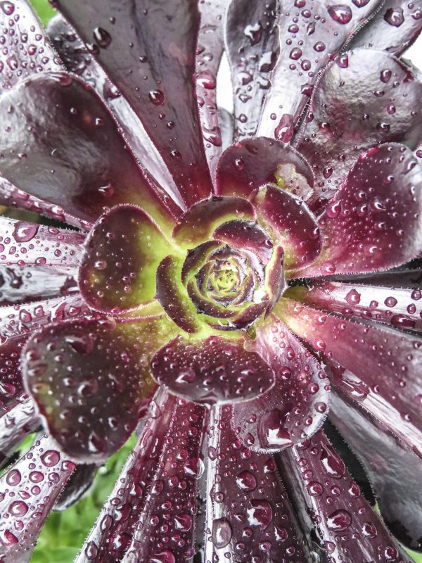 Floral Raindrops