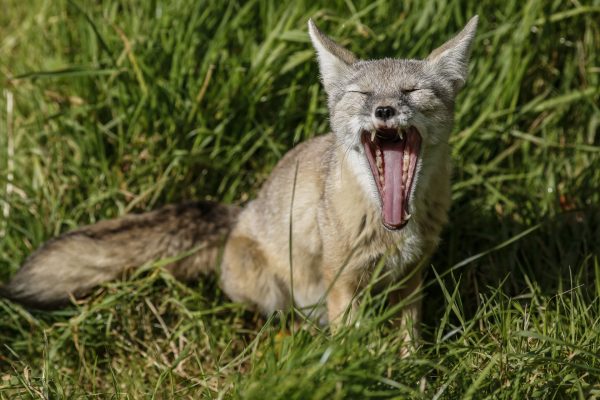 Foxy Yawn