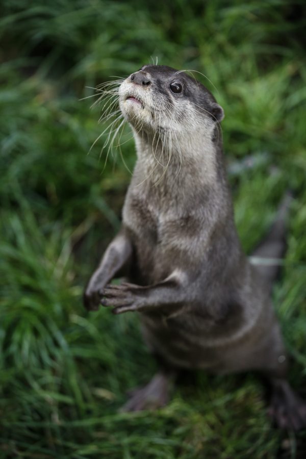 Otter