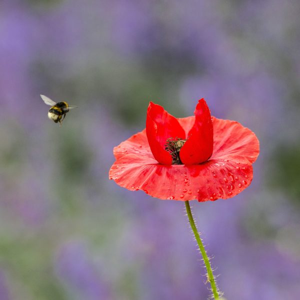 Poppy And Bee