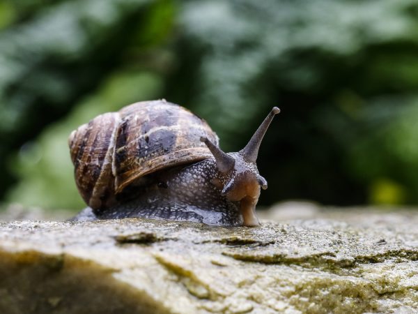 Rainy Snail