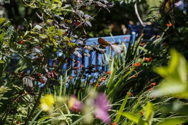 Sunny Garden and Bench